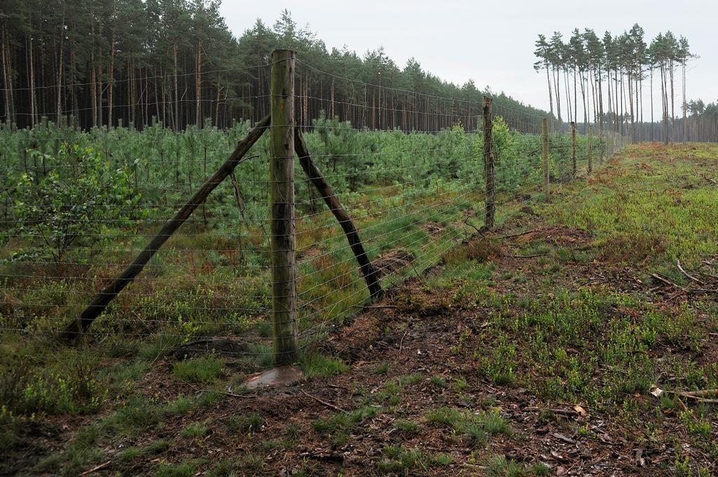Jednym ze sposobów zabezpieczenia upraw leśnych przed zwierzyną jest grodzenie (fot. Cezary Korkosz)